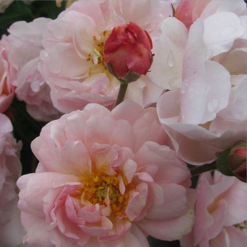 Vendita, rose rose arbustive - rosa - Rosa Cornelia - rosa dal profumo discreto - Rev. Joseph Hardwick Pemberton - ,-